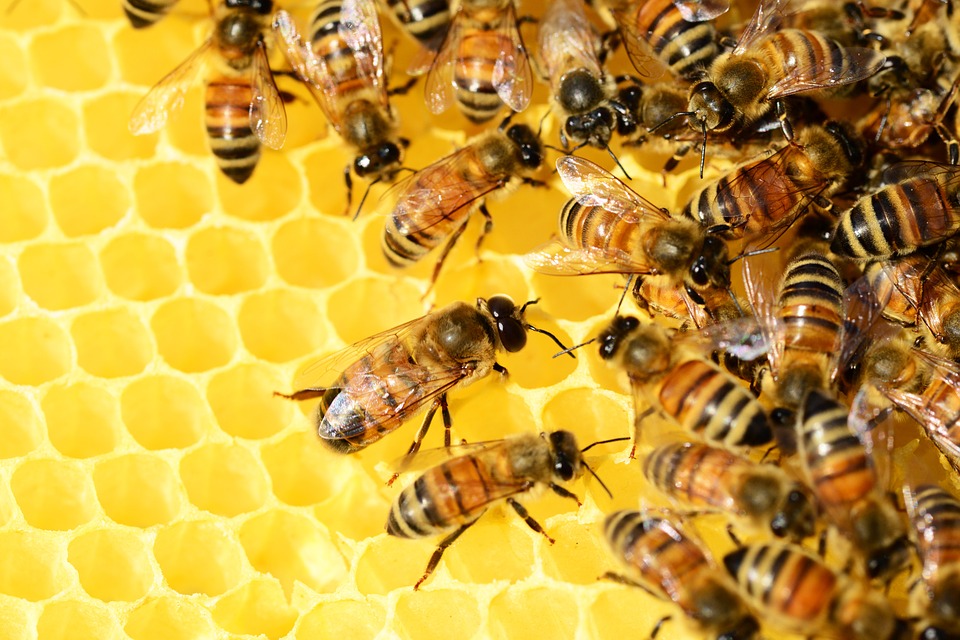 Beekeeping as a Hobby