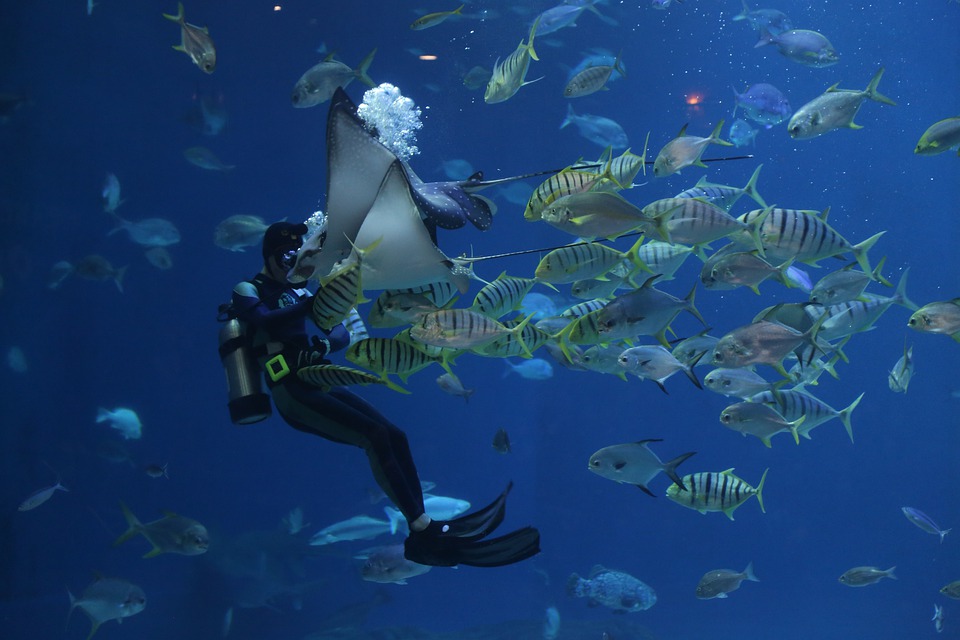 Benefits of Scuba Diving as a Hobby