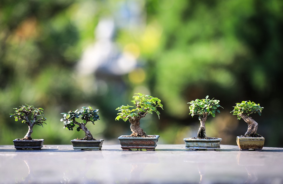 Growing Bonsai as a Hobby